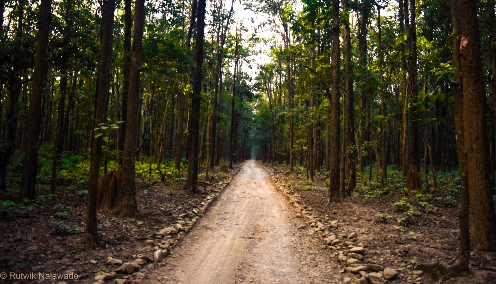 The forest country around Ramnagar